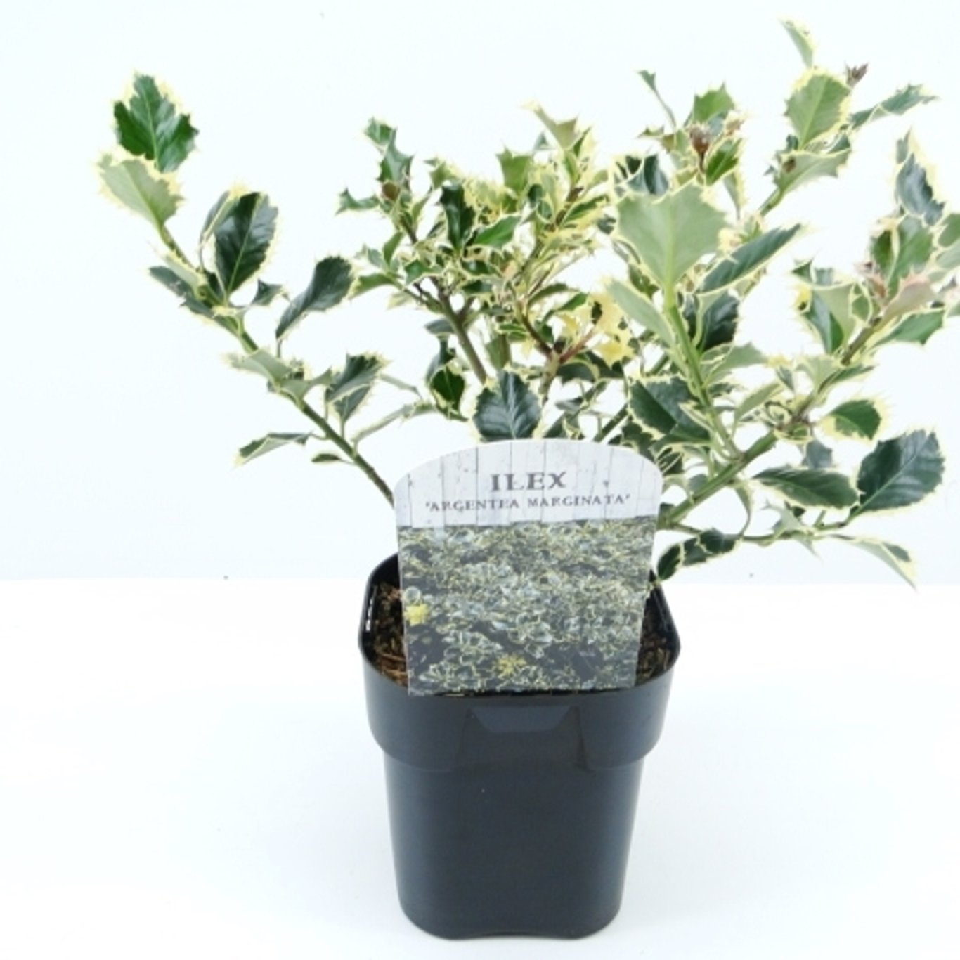 Ilex aq. 'Argentea Marginata' - C2